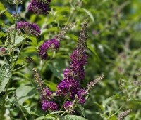 Buddleja davidii 'Black Knight' - Vlinderstruik 'Black Knight' - 4