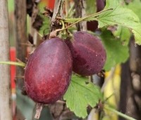 Ribes uva-crispa 'Hinnonmacky Röd' - Rode kruisbes 'Hinnonmacky Röd' - 1