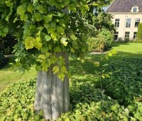 Fagus sylvatica 'Zlatia' - Beuk 'Zlatia' - 3