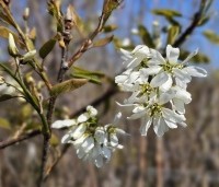 Amelanchier laevis 'Ballerina' - Krentenboompje 'Ballerina' - 3