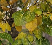 Tilia henryana - Chinese linde - 2