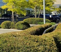 Taxus baccata - Venijnboom - 3