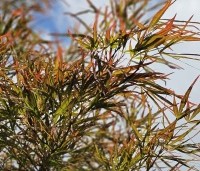 Acer palmatum 'Atrolineare' - Japanse esdoorn 'Atrolineare' - 2