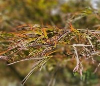 Acer palmatum 'Atrolineare' - Japanse esdoorn 'Atrolineare' - 1