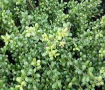 Japanse hulst ‘Convexa’ bladerendek
