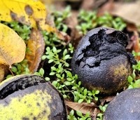 Juglans nigra - Zwarte Notenboom - 4