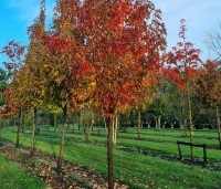 Liquidambar styraciflua 'Stared'  - Amberboom 'Stared' - 4