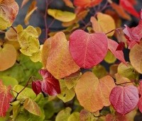 Cercis canadensis 'Eternal Flame' - Amerikaanse Judasboom 'Eternal Flame' - 1