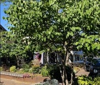 Cercis canadensis - Amerikaanse Judasboom - 1