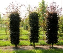 Fagus sylv. 'Atropunicea' blokvormen