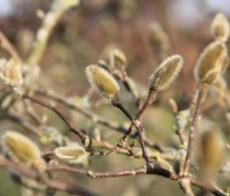 Magnolia Stellata bloemen in knop