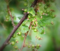 Ribes Nigrum