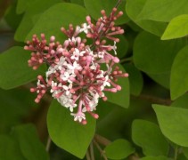 Syringa meyeri 'Palibin'