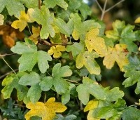 Acer campestre - Veldesdoorn - 1