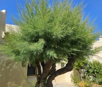Tamarix tetrandra - Tamarisk - 4