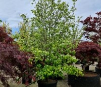 Chionanthus retusus - Sneeuwvlokkenboom - 4