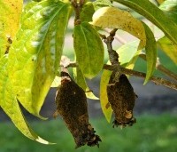 Chimonanthus praecox - Winterzoet of Meloenboompje - zaaddoosjes september