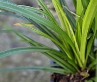 Carex morrowii 'Irisch Green'  - Japanse zegge 'Irish Green' - 1