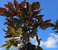 Acer platanoides 'Crimson Sentry' - Roodbladige Noordse Esdoorn - oktober 2024