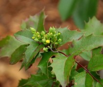 Mahoniestruik 'Apollo' met beginnende bloei