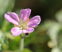 Meestal is de Geranium endressi iets donker maar 'moeder natuur' bepaald haar kleurenpalet zelf