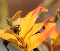 Mespilus germanica herfstblad