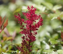 De rode Spirea met warme kleuren