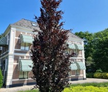 Fagus sylvatica 'Rohan Obelisk'