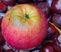 Malus domestica 'Ecolette' 
