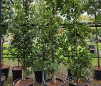 Acer campestre 'Green Column' - Zuilvormige veldesdoorn - 1