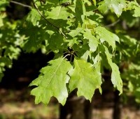 Quercus rubra - Amerikaanse eik - 5