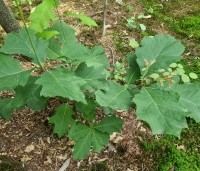 Quercus rubra - Amerikaanse eik - 6