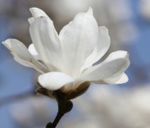 Magnolia kobus bloemdetail