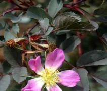 Rosa glauca