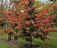 Parrotia persica 'Bella' - Perzisch IJzerhout - struikvorm oktober 2024 vak C