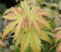 Acer palmatum 'Aureum' - Japanse Esdoorn 'Aureum' - 1