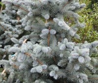 Picea pungens 'Blue Diamond' - Blauwspar Christmas Blue - 1