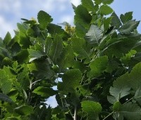 Koelreuteria paniculata 'Fastigiata' - Chinese Vernisboom zuilvorm - 1