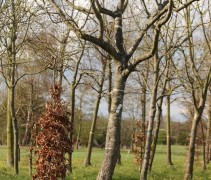 Prunus domestica kroonvorm