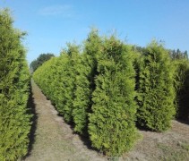 Thuja occidentalis Brabant
