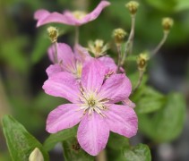 Clematis 'Comtesse de Bouchaud'
