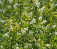 Prunus padus - Europese vogelkers - 3