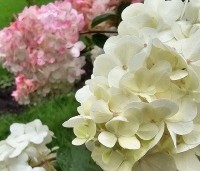 Hydrangea paniculata 'Vanille Fraise' - Pluimhortensia 'Vanille Fraise' - nazomer