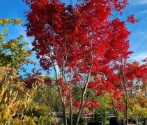 Acer palmatum 'Atropurpureum' 