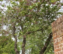 Cercis Canadensis