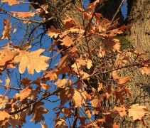 Quercus Rubra