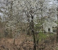 Prunus spinosa - Sleedoorn - 2