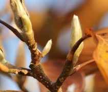 Magnolia soulangeana in de knop