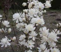 Magnolia Wildcat heester in bloei