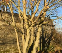 Acer platanoïdes
